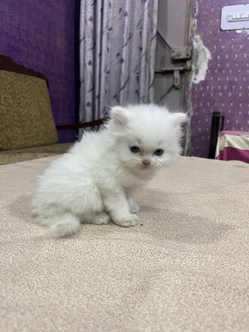 Persian tripple Coat Kittens 1