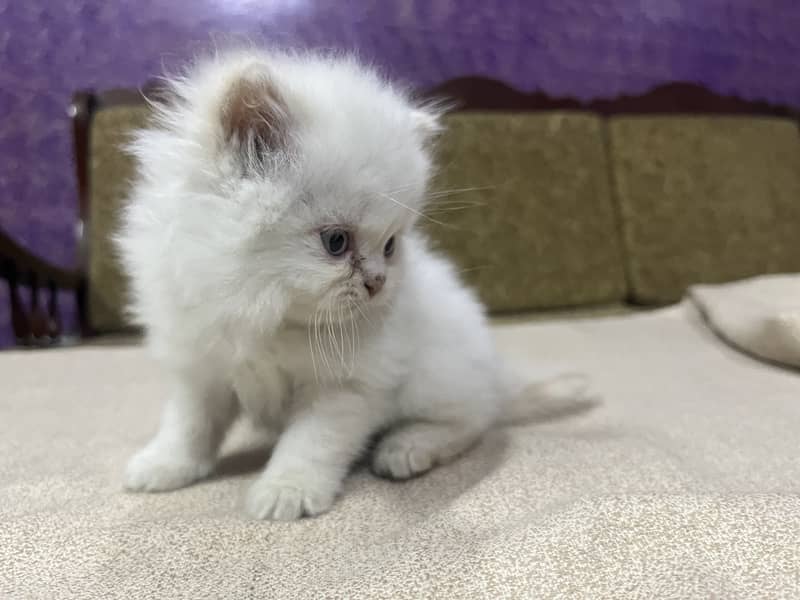 Persian tripple Coat Kittens 2