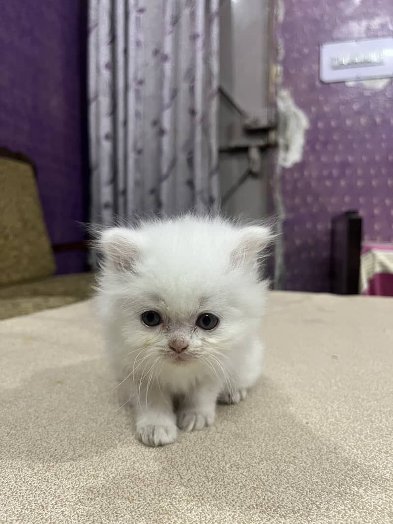 Persian tripple Coat Kittens 3