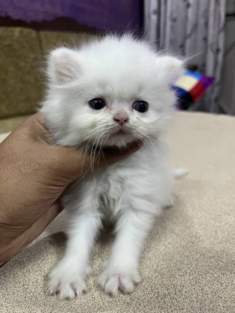 Persian tripple Coat Kittens 4