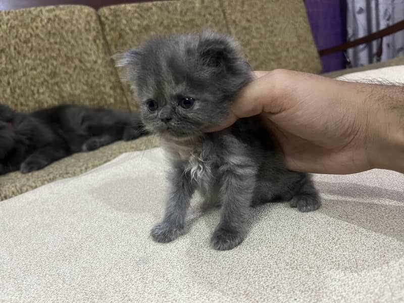 Persian tripple Coat Kittens 6