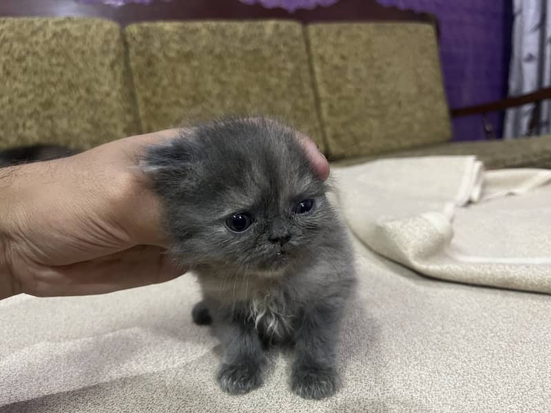 Persian tripple Coat Kittens 7