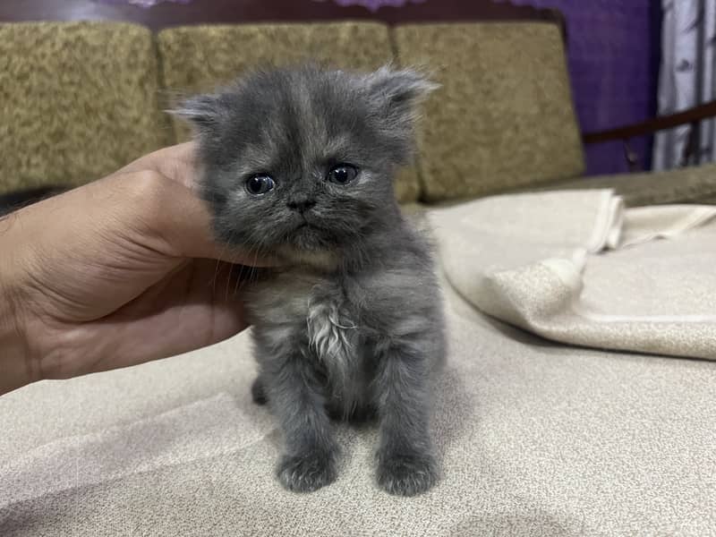 Persian tripple Coat Kittens 8