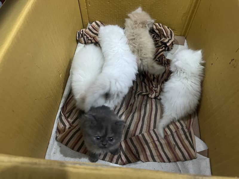 Persian tripple Coat Kittens 9
