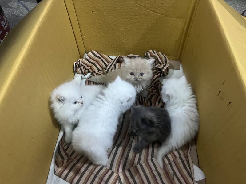 Persian tripple Coat Kittens 10