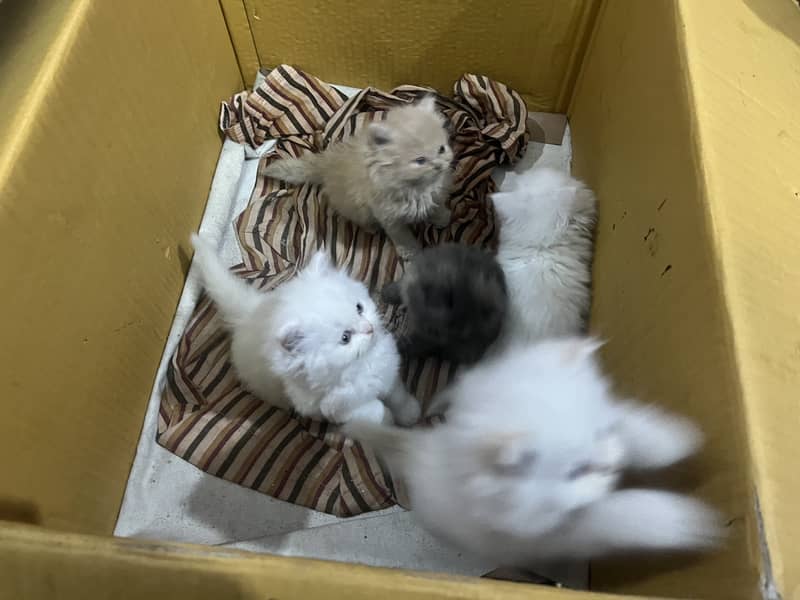 Persian tripple Coat Kittens 11