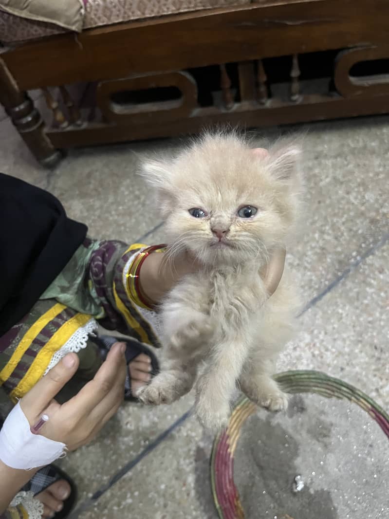Persian tripple Coat Kittens 12