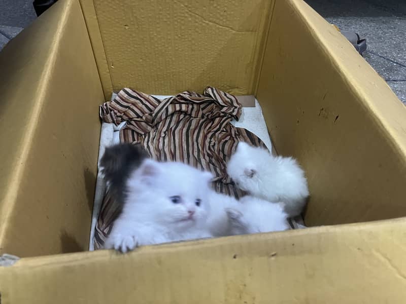 Persian tripple Coat Kittens 14