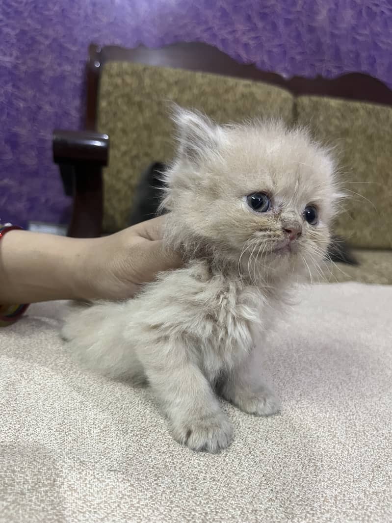 Persian tripple Coat Kittens 15