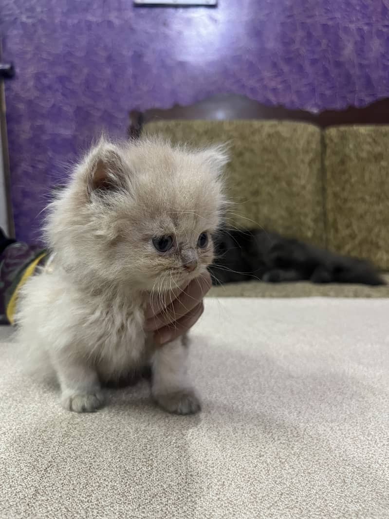 Persian tripple Coat Kittens 16