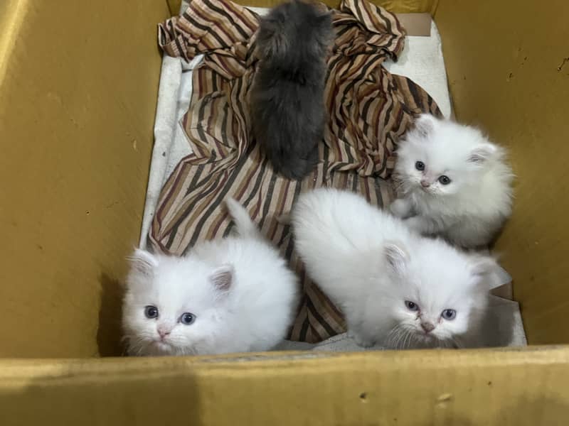 Persian tripple Coat Kittens 17