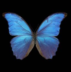 Blue Morph original Butterfly