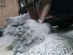Smokey Persian cat