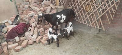 goat with two female babies