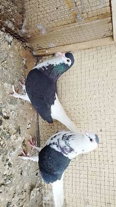 sherazi pigeon for sale 3500