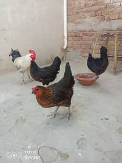 4 female aur ek male for sale egg laying mahla rasheed abad jhang road