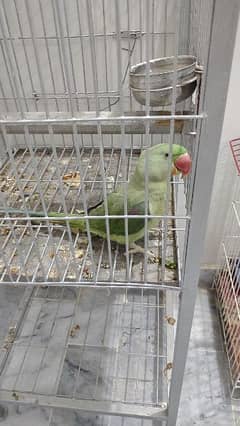 kashmiri parrot jumbo size Age 1 year