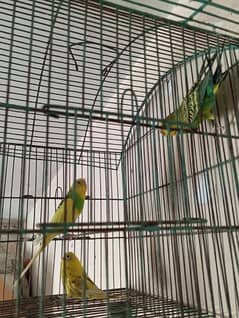 3 Budgies with Cage