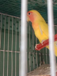 Healthy And Active - Ready to Breed Lutino Male Available