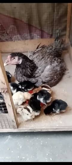 Thai and vait chicks and mother for sale