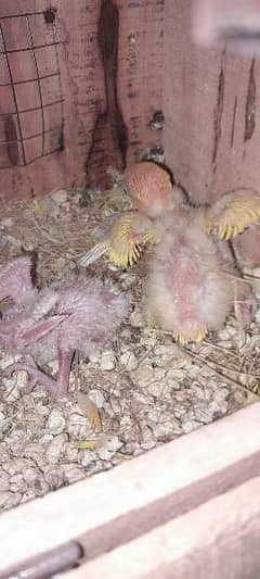 albino breader pair with chicks