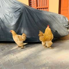 Fancy chickens 0