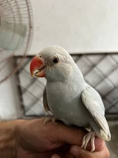 parrot for sale handtame