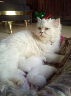 Hamaliyan cat with 3 new born kittens
