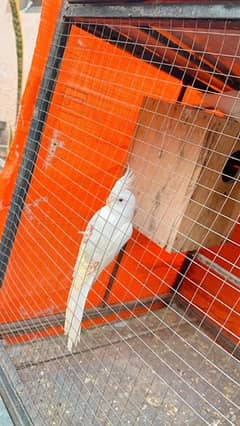Eno cockatiel for sale very good blood line quality birds