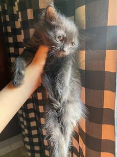 4 Double Coated Persian Kittens