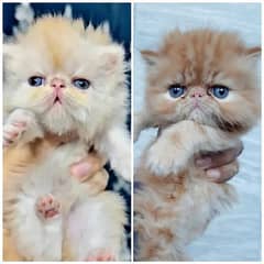 Peki Face Peke Kittens Pair