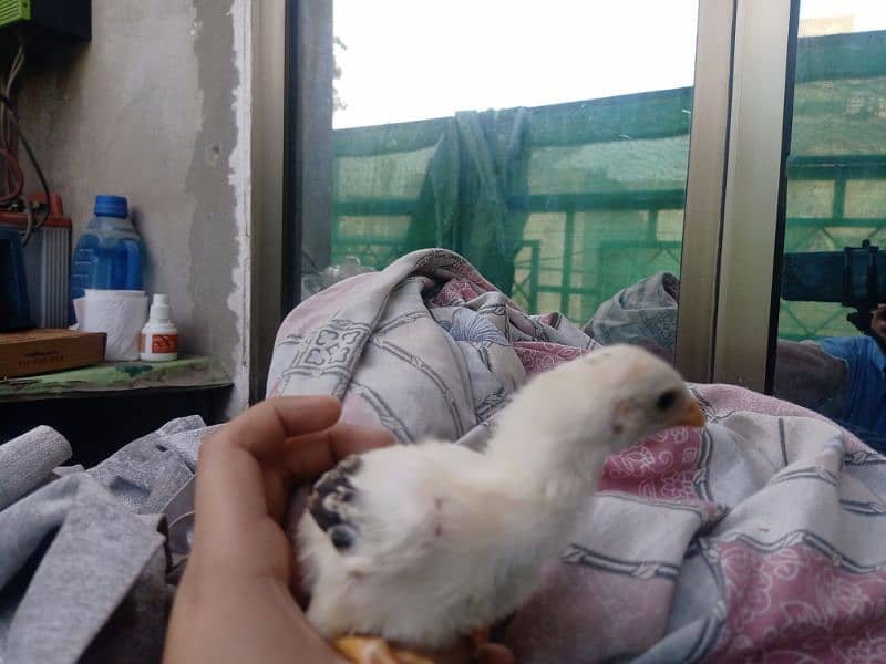 aseel chicks 18