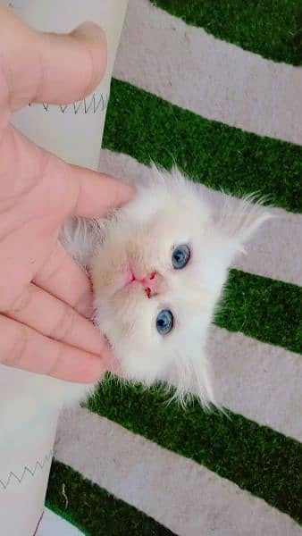 Persian cats/double coated Persian cats/Persian kittens/punch face 3