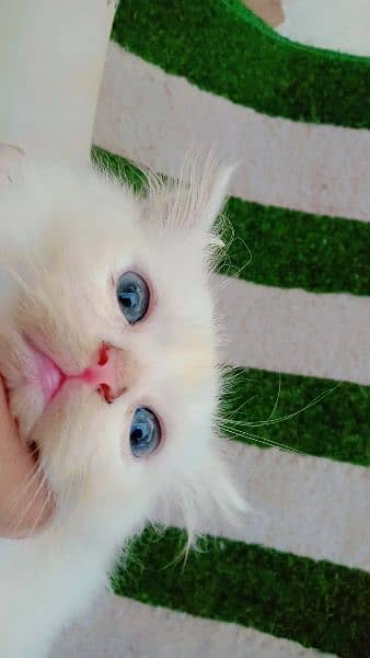 Persian cats/double coated Persian cats/Persian kittens/punch face 5