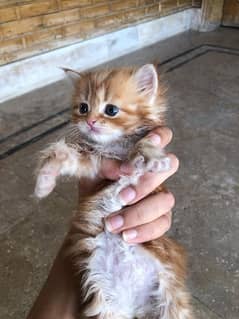 Ginger Persian kitten for sale