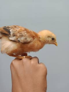 1 month old baby chicken for sale