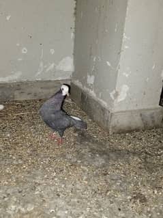 Mukhi Pigeon