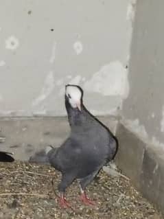 Mukhi Pigeon