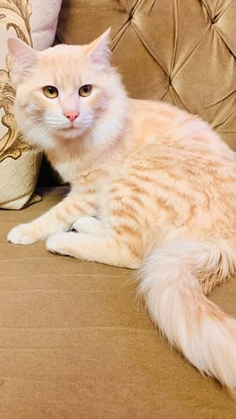 Persian Cat Male 1