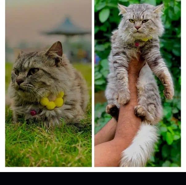 Persian cat and kitten 7