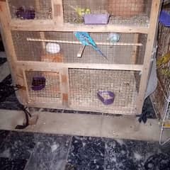 complete Australian bajri parrots  set up