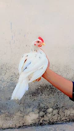 Aseel bengum chick