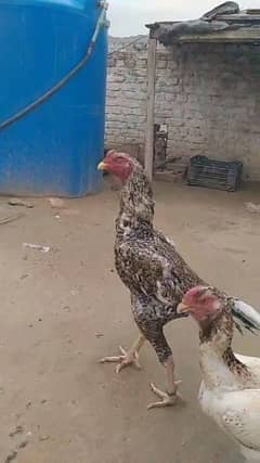 shamo chicks available