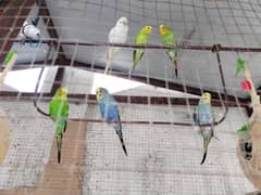 Beautiful Badgies with design Cage (Urgent sale) 0