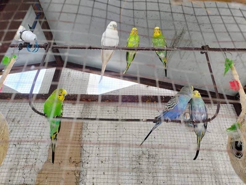 Beautiful Badgies with design Cage (Urgent sale) 3