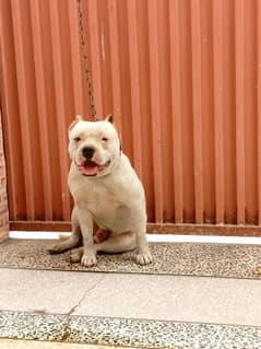 American bully male