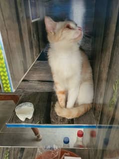 Cute Russian Cat with medical kit and Cat Cage For Sale