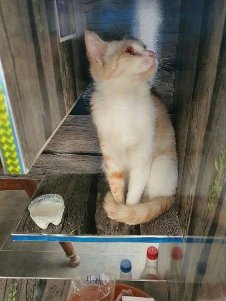 Cute Russian Cat with medical kit and Cat Cage For Sale 0