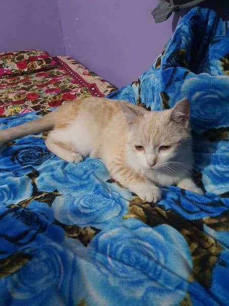Cute Russian Cat For Sale 1