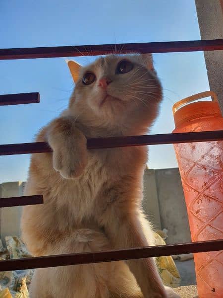 Cute Russian Cat For Sale 3